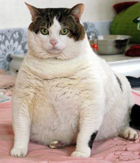 Fattest domestic cat in best sale the world